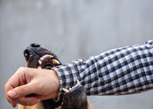 How Our Personal Injury Law Firm Can Help After a Dog Bite